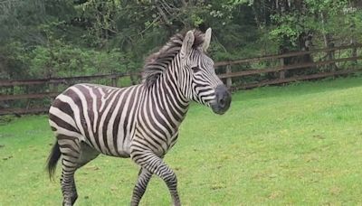 Zebra zeal leads King County official to ask public to stay away from area of sightings