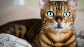 Study finds link between cats and schizophrenia is real