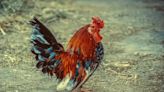 墨國男染H5N2禽流感亡 疾管署提升旅遊警示