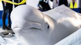 2 Beluga Whales Moved from Ukraine to Spain in 'High-Risk, Complex' Rescue Operation amid War