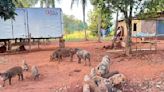Porcos devoram corpo de caseiro morto em Goiás