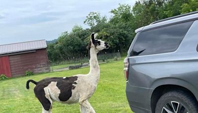 Look: Llama escapes Maine property to avoid dental exam
