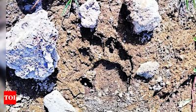 Pugmarks of Tigress and Cubs Spotted in Kaliasot Area | Bhopal News - Times of India