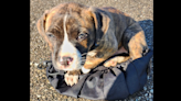 Sheriff, dog warden want to find to find person who left puppy tied up in sack