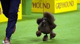 Westminster dog show 2024: Sage the poodle wins best in show, capping handler’s long career