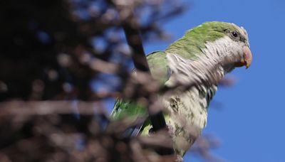 Parrots Orchestrate Brutal Revenge on Small Town After Deforestation Drove Them Out of Their Homes