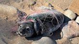 Baby Seal Found Trapped in Fishing Net on Beach Rescued by Mystic Aquarium Workers