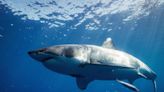 Research by Scots scientists finds great white sharks have swum apart ‘forever’