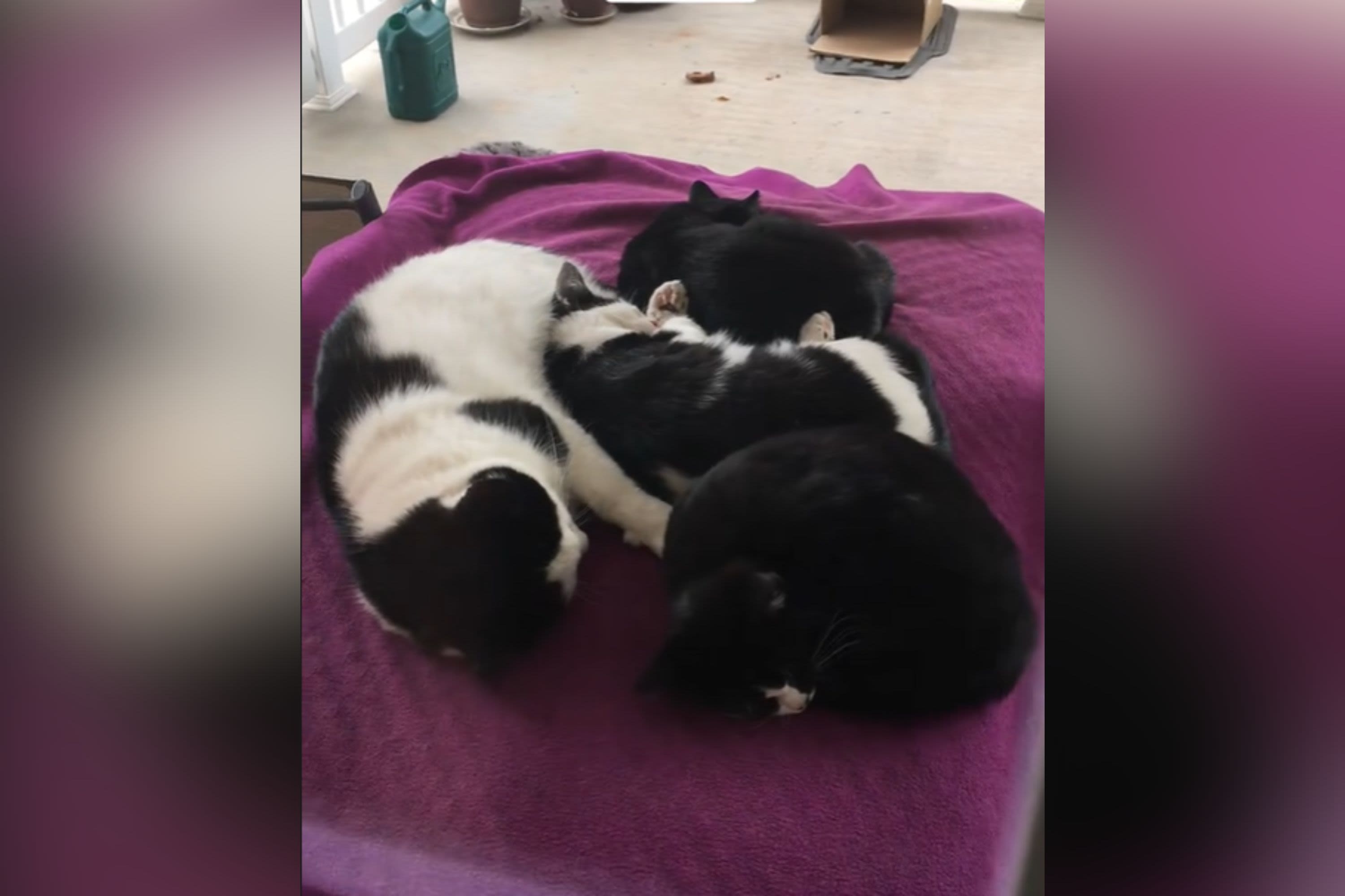 Tears as dad cat steps up to keep his "babies safe" after mom dies