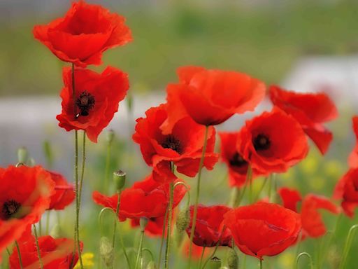 The Significance Of Poppies On Memorial Day–And How It Became A Tradition