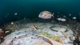 Divers Discover Mesmerizing Roman Mosaic Beneath the Sea