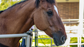 Precious Horse Loves Little Girl's Singing So Much He Sweetly Nudges Her If She Stops