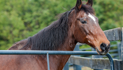 Ceremony for Senior Horse Before He Heads Over the Rainbow Bridge Is So Moving