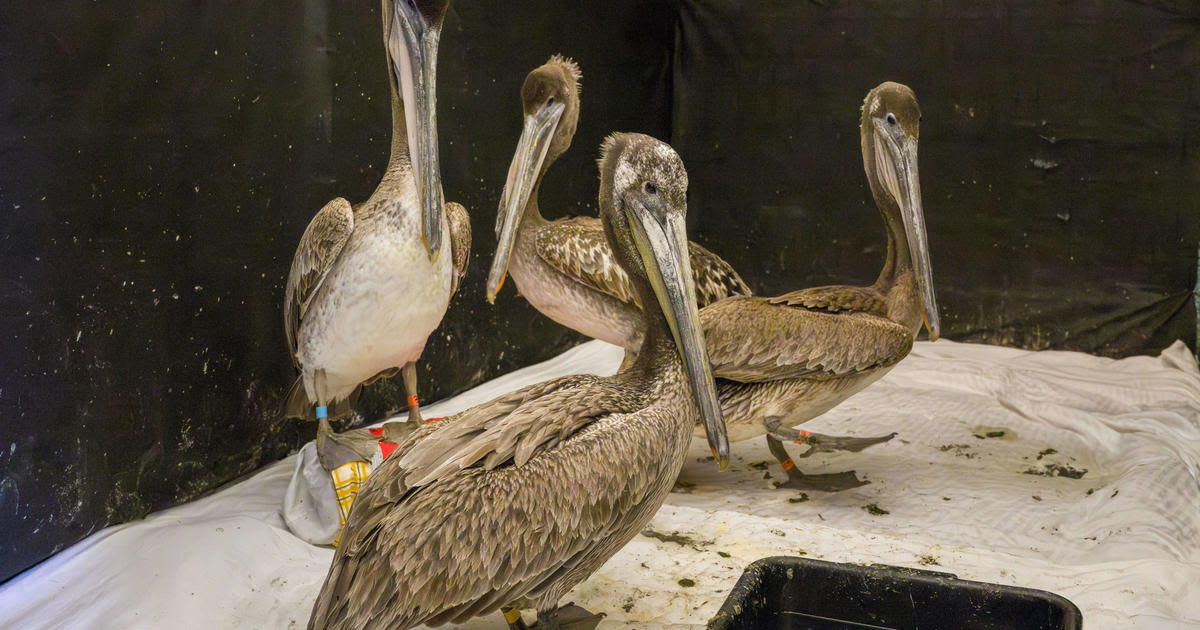 Dozens of sick and starved brown pelicans turning up on Southern California beaches