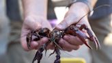 Looking for crawfish? Here's where to find them in Memphis and why prices have gone up