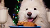 3 Homemade Holiday Dog Treats for Your Furry Friend