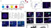 'Mini lungs' research leads to multiple COVID-19 discoveries