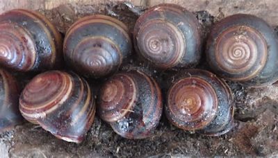 Robert Irwin, son of 'Crocodile Hunter', reveals snail species in Australia named for him