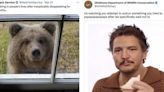 Here for the bear drama? How conservation groups have used hilarious TikToks and tweets to broaden their reach