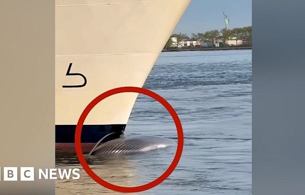 Video shows dead whale across cruise ship's bow in NYC