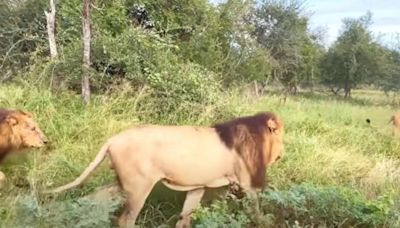 Rare Wildlife Moment: Old Hyena Gives Itself Up To The Lions