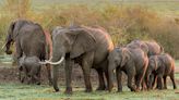 African Elephants Use Unique Names Like Humans, New Study Suggests