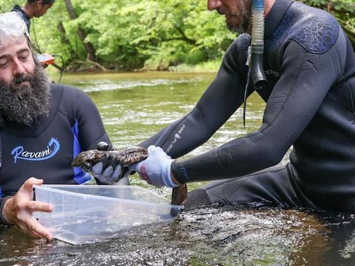 Nashville Zoo releases more than two dozen hellbenders into Tennessee waterways
