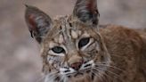 Video: FWC releases bobcat after rehab stint at Naples Zoo