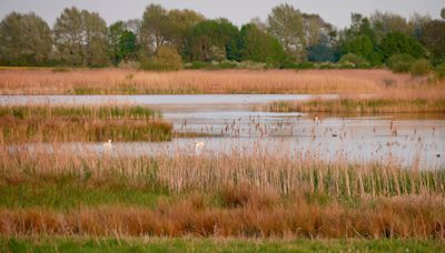 RSPB ‘over the moon’ at progress of huge reedbed project at quarry site