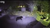 VIDEO: Bear spotted wandering Mecklenburg County