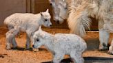 Cheyenne Mountain Zoo welcomes two Rocky Mountain goat kids