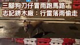 三腳狗「刀仔」冒雨跑馬路 志記鎅木廠解釋：行雷落雨時偷跑 - 香港動物報 Hong Kong Animal Post