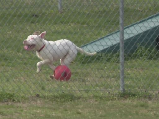 Prince George’s Co. animal shelter resumes normal service, once again allowing owners to surrender pets