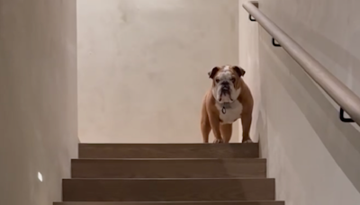 Bobby Finds Out Stanley The Bulldog Needs To Lose Weight | The Bobby Bones Show | The Bobby Bones Show