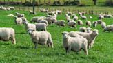 The Week contest: Sheep spray