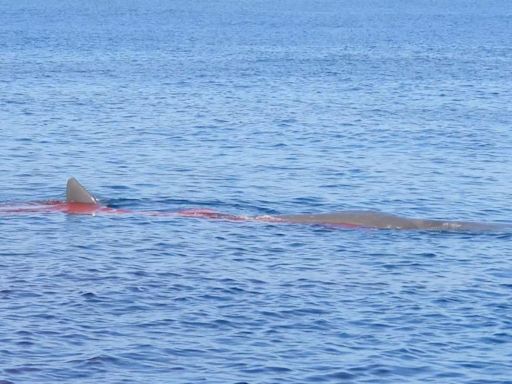 Sperm whale killed by ship in Strait of Gibraltar