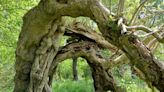 Ancient oaks and a mystical ‘portal’ rowan on shortlist for UK Tree of the Year