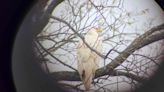 “Very Rare” White Bald Eagle Spotted In Oklahoma