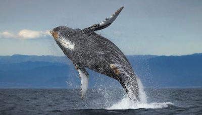 Epic Photobomb: Whale Caught Breaching During Olympic Surfing Semifinals