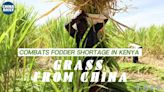 Chinese grass helps address fodder shortage in Kenya