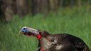 The Ultimate Guide to Wild Turkey Sounds