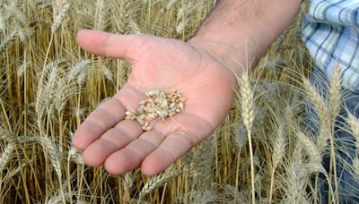 El trigo lideró las subas en el mercado de Chicago y cotizó con el mejor precio en casi 10 meses
