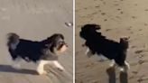 Moment dog who went blind 7 years ago feels safe enough to run at the beach