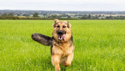 German Shepherd and Next-Door Neighbor BFF Have Sweetest Response When Parents Combine Backyards