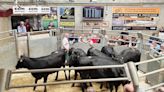 Four-figure trade prevalent at CCM Skipton fortnightly cattle fixture