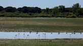 Spain's Andalusia region to buy land to expand endangered wetland