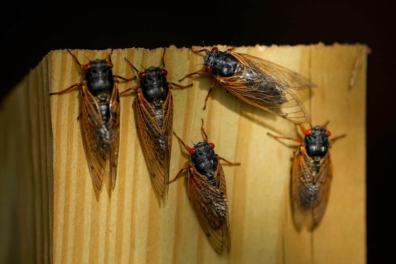 When do cicadas come near me? Here's everywhere the insects will be through 2038