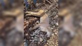 Arkansas Game and Fish testing mountain lion carcass discovered in north Arkansas