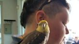 Cockatiel on the SkyWheel: Lost pet rescued during check of Myrtle Beach attraction