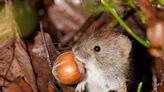 New coronavirus from same family as COVID spreading among rodents in Sweden